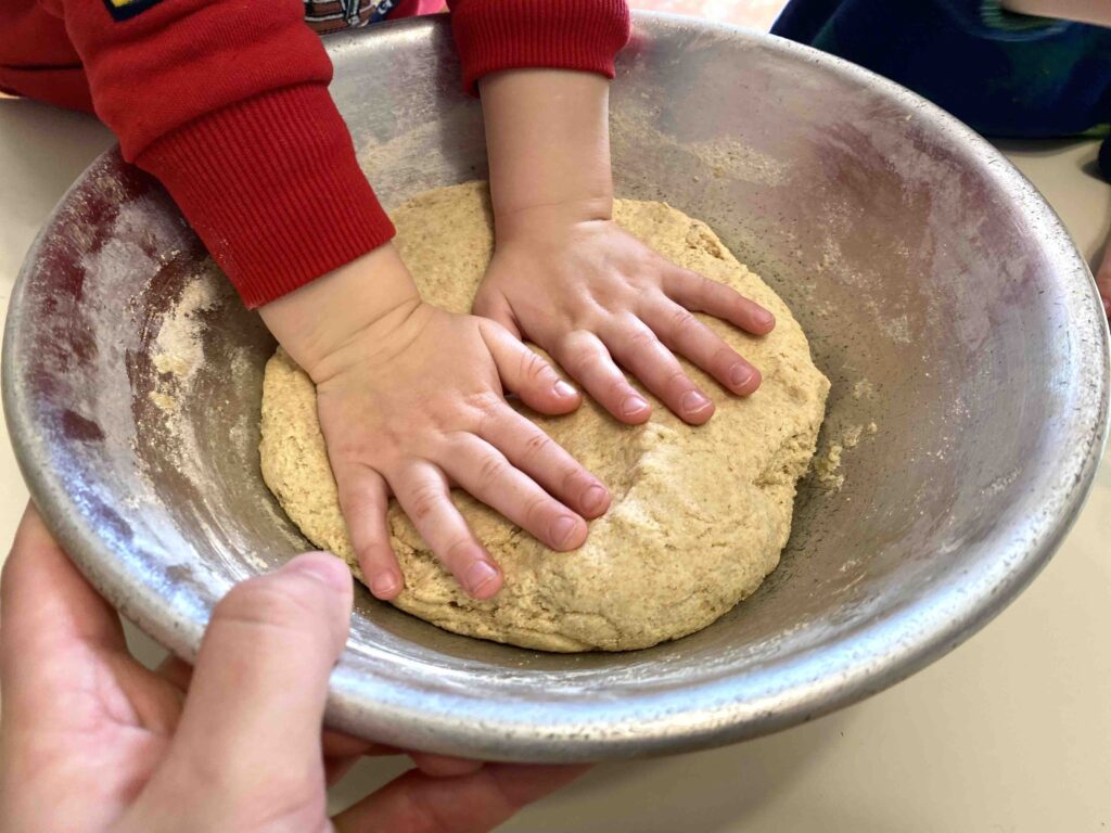 kneading sourdough sandwich bread made with fresh milled flour
