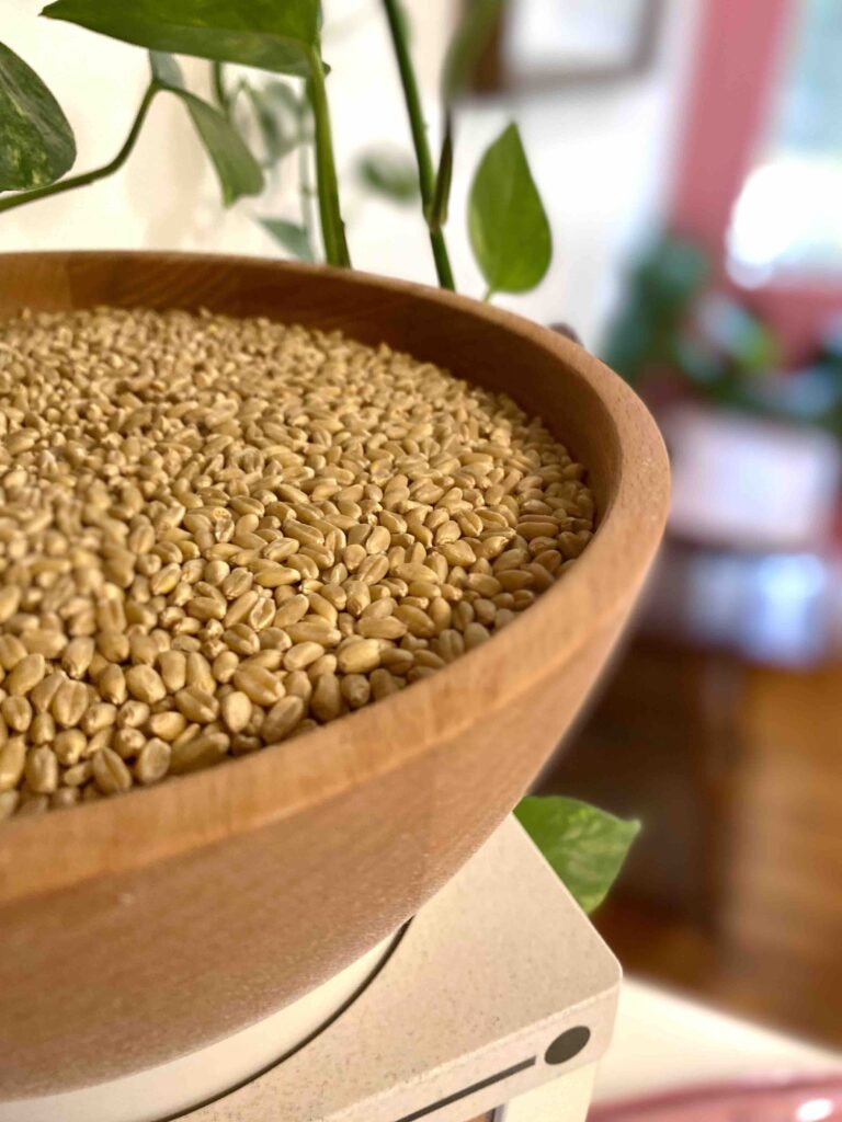 wheat berries in grain mill getting ready to make sourdough sandwich bread