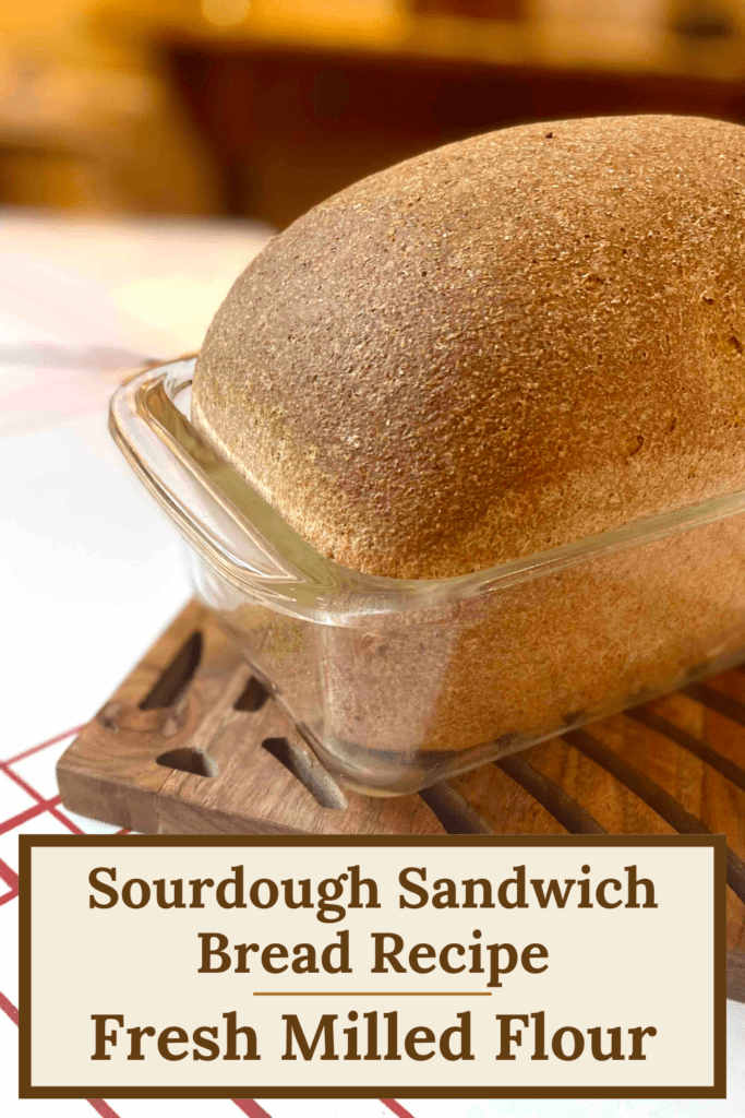 finished loaf of sourdough sandwich bread recipe with fresh milled flour