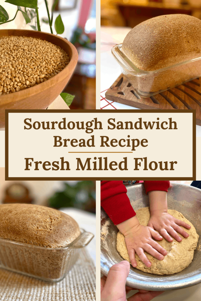 examples of making sourdough sandwich bread recipe with fresh milled flour